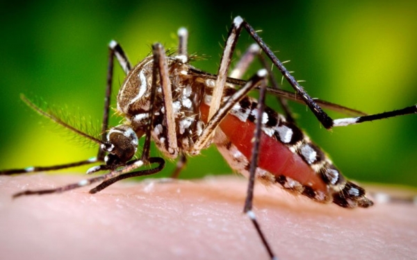 Ufahamu ugonjwa wa Homa Ya Dengue