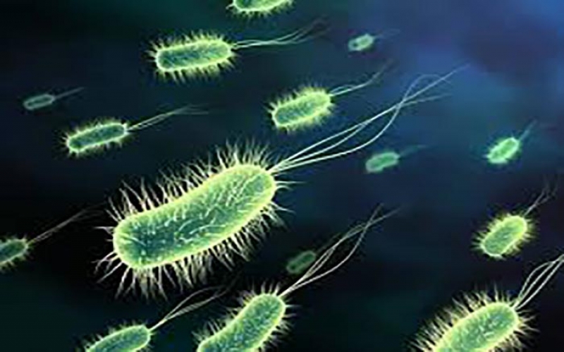 Wanasayansi China Wagundua Bakteria aina ya E.coli Wanaosababisha Vifo Barani Ulaya